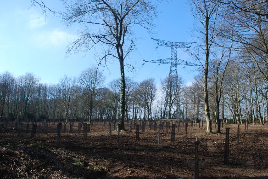 Plantions d'arbres dans le bois du Mont du Roc